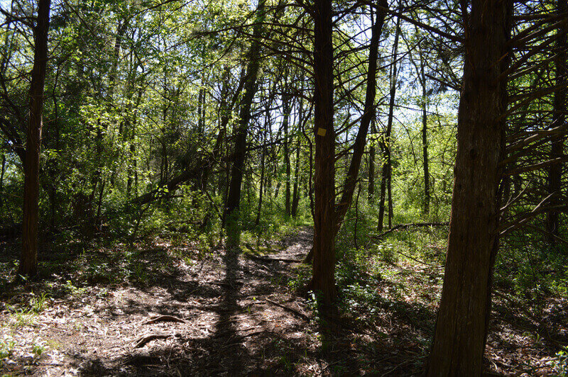 View of the trail.