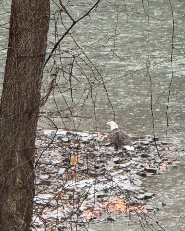 A beautiful visitor down on the river today! 🦅